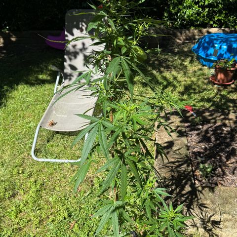 OG Kush Clone (1 time) growlog timeline photo