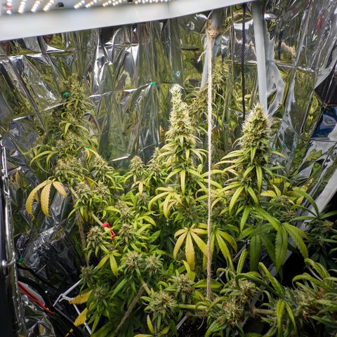 O.G. Kush Mainlining (first time🤞🏻) growlog timeline photo