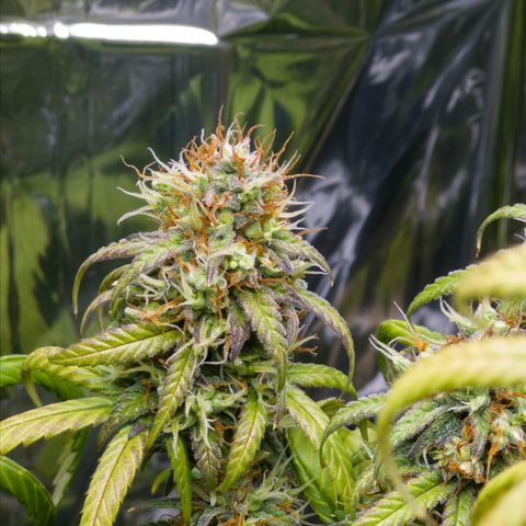 O.G. Kush Mainlining (first time🤞🏻) growlog timeline photo