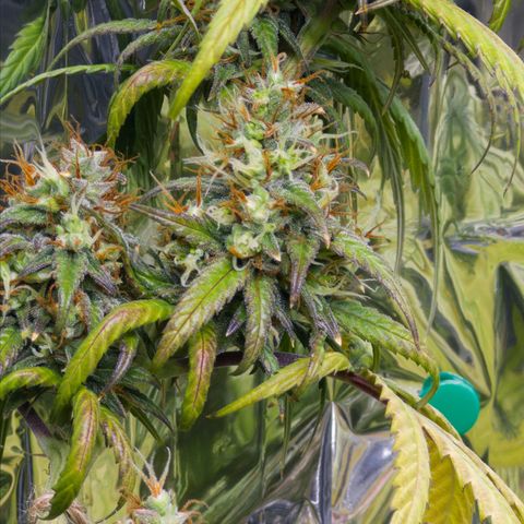O.G. Kush Mainlining (first time🤞🏻) growlog timeline photo