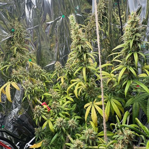 O.G. Kush Mainlining (first time🤞🏻) growlog timeline photo