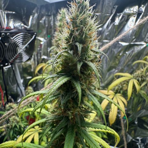 O.G. Kush Mainlining (first time🤞🏻) growlog timeline photo