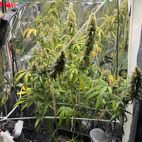 O.G. Kush Mainlining (first time🤞🏻) growlog timeline photo