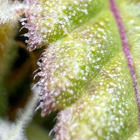O.G. Kush Mainlining (first time🤞🏻) growlog timeline photo