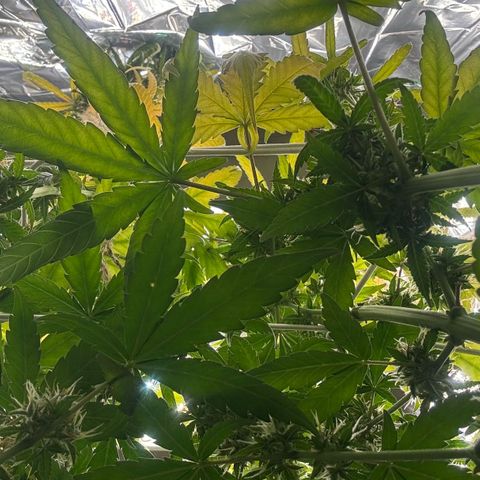 O.G. Kush Mainlining (first time🤞🏻) growlog timeline photo