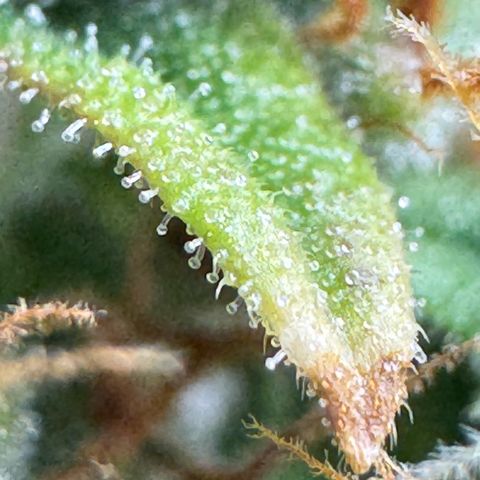 O.G. Kush Mainlining (first time🤞🏻) growlog timeline photo