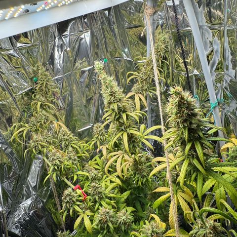 O.G. Kush Mainlining (first time🤞🏻) growlog timeline photo