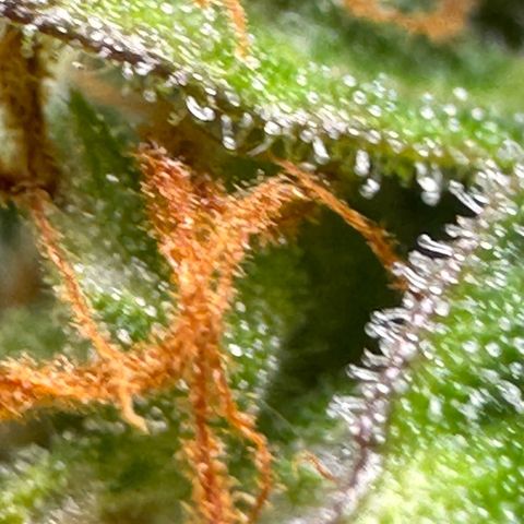 O.G. Kush Mainlining (first time🤞🏻) growlog timeline photo