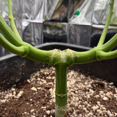 O.G. Kush Mainlining (first time🤞🏻) growlog timeline photo