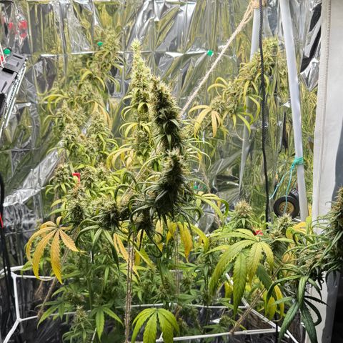 O.G. Kush Mainlining (first time🤞🏻) growlog timeline photo
