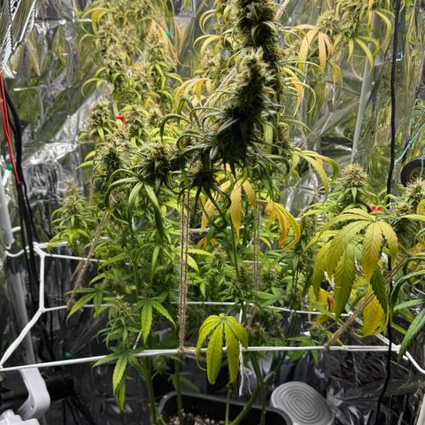 O.G. Kush Mainlining (first time🤞🏻) growlog timeline photo