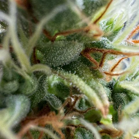 O.G. Kush Mainlining (first time🤞🏻) growlog timeline photo