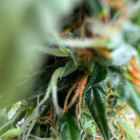 O.G. Kush Mainlining (first time🤞🏻) growlog timeline photo