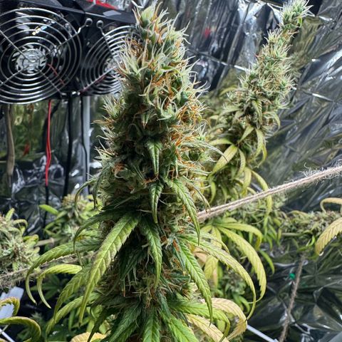 O.G. Kush Mainlining (first time🤞🏻) growlog timeline photo