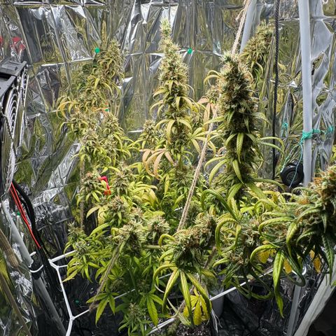 O.G. Kush Mainlining (first time🤞🏻) growlog timeline photo