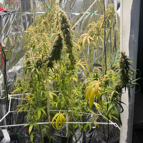 O.G. Kush Mainlining (first time🤞🏻) growlog timeline photo