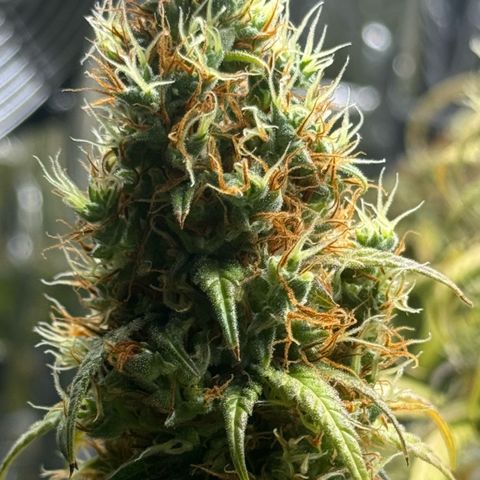 O.G. Kush Mainlining (first time🤞🏻) growlog timeline photo