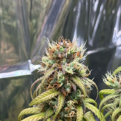 O.G. Kush Mainlining (first time🤞🏻) growlog timeline photo