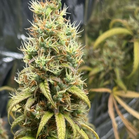 O.G. Kush Mainlining (first time🤞🏻) growlog timeline photo