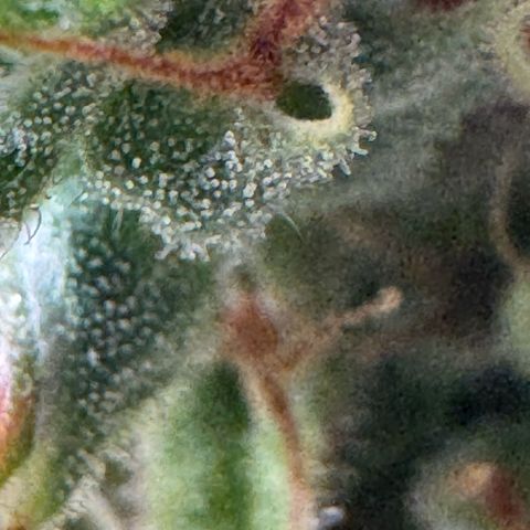 O.G. Kush Mainlining (first time🤞🏻) growlog timeline photo