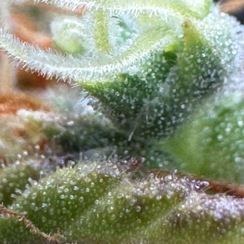 O.G. Kush Mainlining (first time🤞🏻) growlog timeline photo