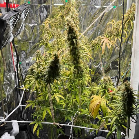 O.G. Kush Mainlining (first time🤞🏻) growlog timeline photo