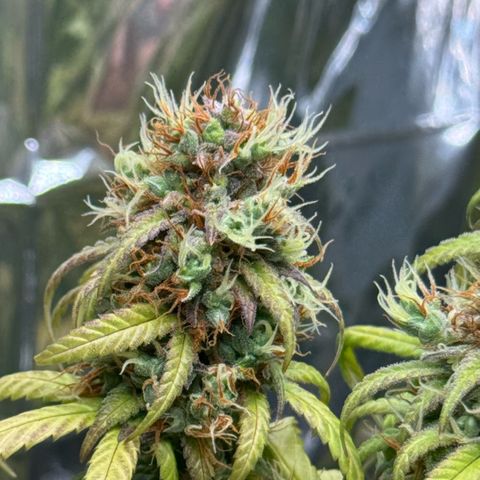 O.G. Kush Mainlining (first time🤞🏻) growlog timeline photo
