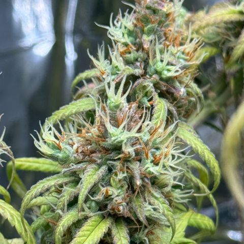 O.G. Kush Mainlining (first time🤞🏻) growlog timeline photo
