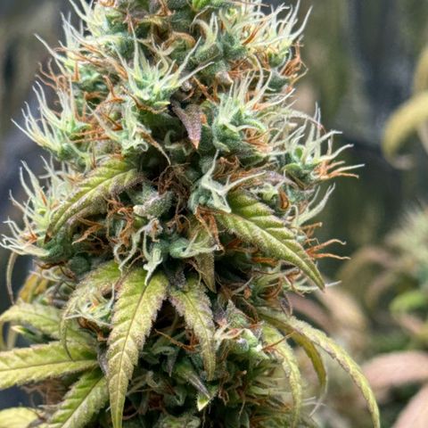 O.G. Kush Mainlining (first time🤞🏻) growlog timeline photo