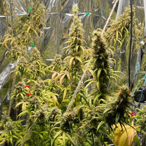 O.G. Kush Mainlining (first time🤞🏻) growlog timeline photo