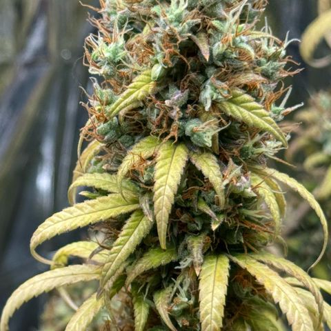O.G. Kush Mainlining (first time🤞🏻) growlog timeline photo