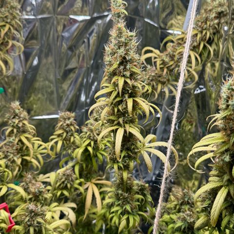 O.G. Kush Mainlining (first time🤞🏻) growlog timeline photo