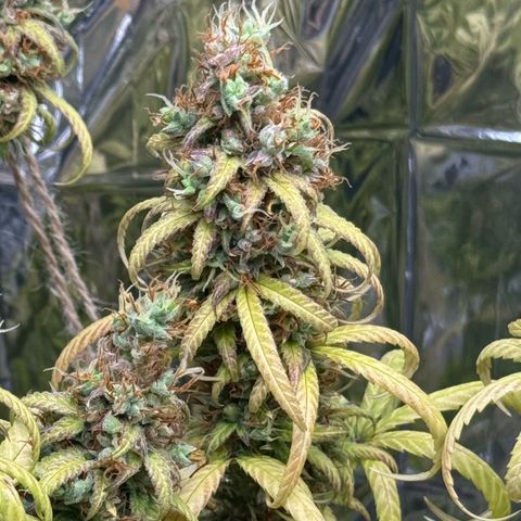 O.G. Kush Mainlining (first time🤞🏻) growlog timeline photo