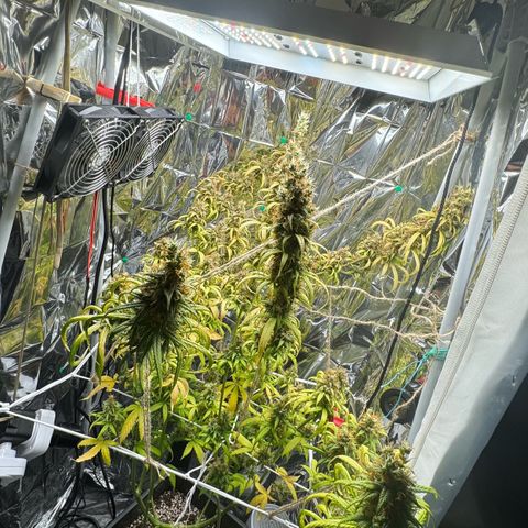 O.G. Kush Mainlining (first time🤞🏻) growlog timeline photo