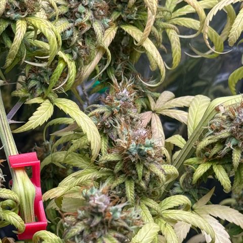 O.G. Kush Mainlining (first time🤞🏻) growlog timeline photo