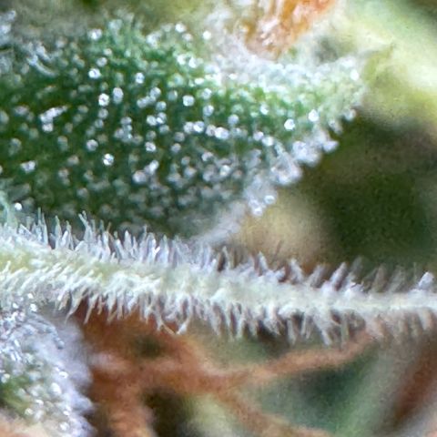 O.G. Kush Mainlining (first time🤞🏻) growlog timeline photo