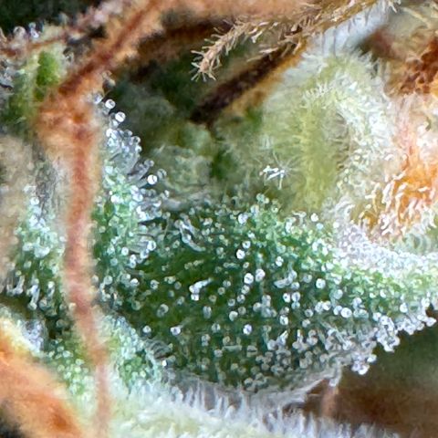 O.G. Kush Mainlining (first time🤞🏻) growlog timeline photo