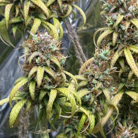 O.G. Kush Mainlining (first time🤞🏻) growlog timeline photo