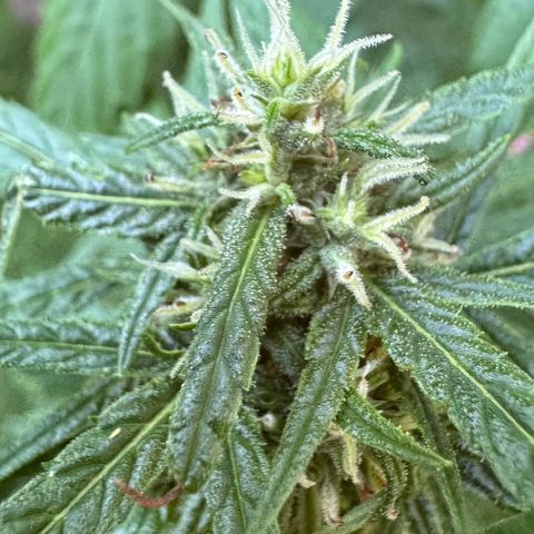 OG Kush Clone (1 time) growlog timeline photo