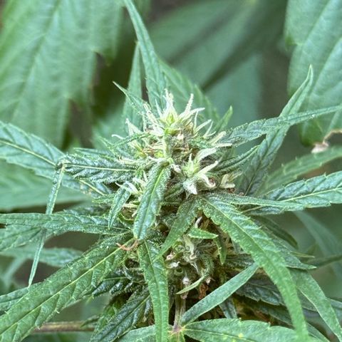 OG Kush Clone (1 time) growlog timeline photo
