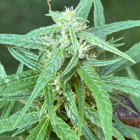 OG Kush Clone (1 time) growlog timeline photo