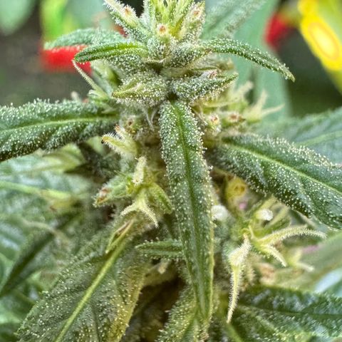 OG Kush Clone (1 time) growlog timeline photo
