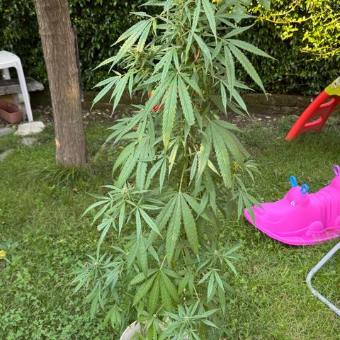 OG Kush Clone (1 time) growlog timeline photo