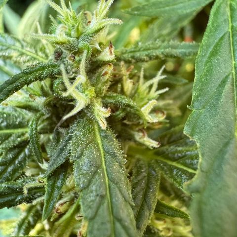 OG Kush Clone (1 time) growlog timeline photo