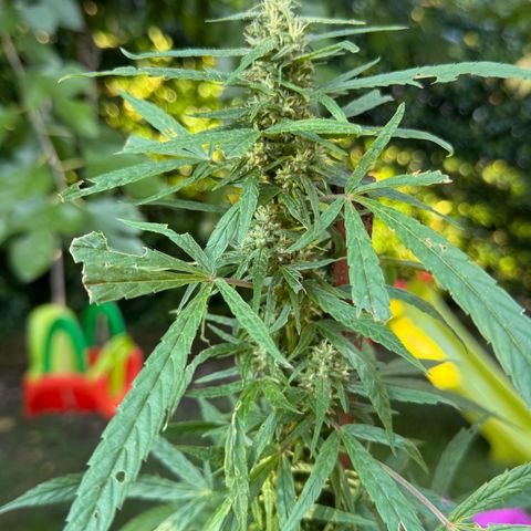 OG Kush Clone (1 time) growlog timeline photo