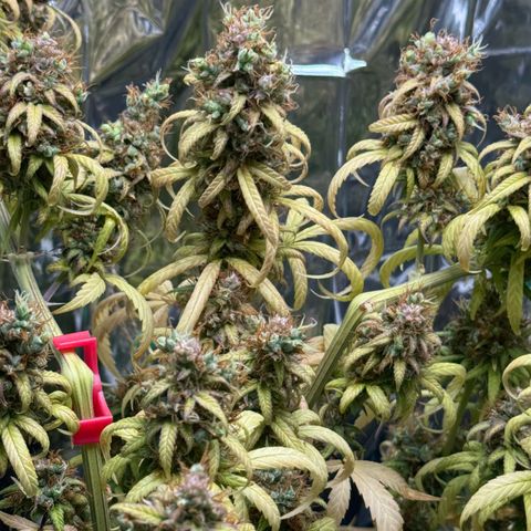 O.G. Kush Mainlining (first time🤞🏻) growlog timeline photo