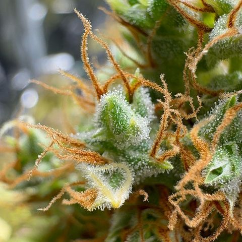 O.G. Kush Mainlining (first time🤞🏻) growlog timeline photo