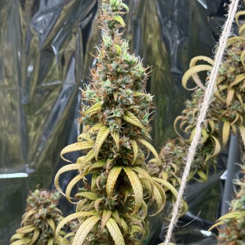 O.G. Kush Mainlining (first time🤞🏻) growlog timeline photo