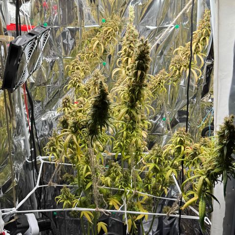 O.G. Kush Mainlining (first time🤞🏻) growlog timeline photo