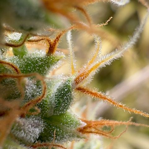 O.G. Kush Mainlining (first time🤞🏻) growlog timeline photo